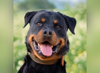 Rover (Spanien) – Charakterstarker Prachtkerl sucht souveräne Führung