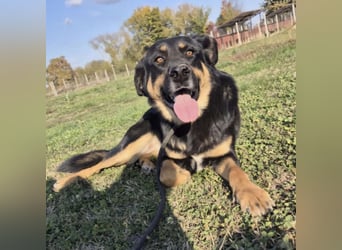 Akira als Baby ins Tierheim gekommen