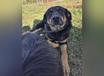 Akira als Baby ins Tierheim gekommen