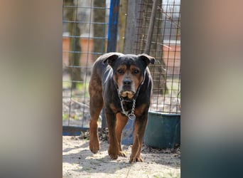 Apu sucht gemütliches Sofa!
