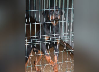 „Zeus“, ca. 2022 geboren.