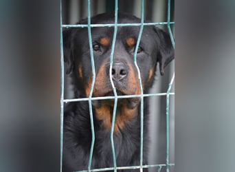 „Zeus“, ca. 2022 geboren.