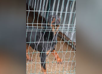 „Zeus“, ca. 2022 geboren.