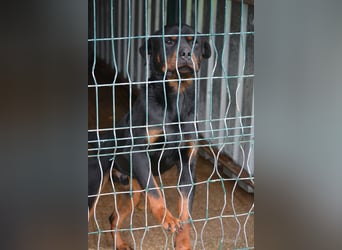 „Zeus“, ca. 2022 geboren.