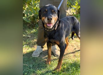 Muzafer – ein stattlicher Rottweiler-Mix sucht seine Herzensmenschen 