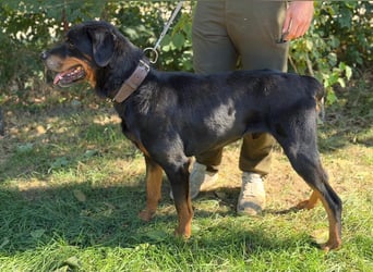 Muzafer – ein stattlicher Rottweiler-Mix sucht seine Herzensmenschen 