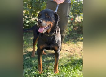 Muzafer – ein stattlicher Rottweiler-Mix sucht seine Herzensmenschen 