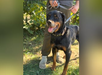 Muzafer – ein stattlicher Rottweiler-Mix sucht seine Herzensmenschen 