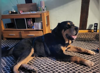 Ozzy, geboren 01.06.2020, 70cm sucht sein für immer Zuhause