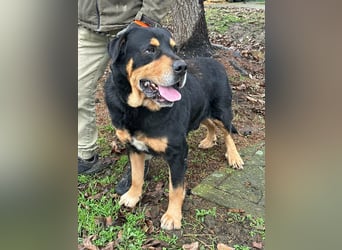 Rocky, geboren 01.06.2020, 70cm sucht verantwortungsvolles Zuhause