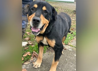 Ozzy, geboren 01.06.2020, 70cm sucht sein für immer Zuhause