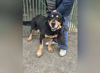 Rocky, geboren 01.06.2020, 70cm sucht verantwortungsvolles Zuhause