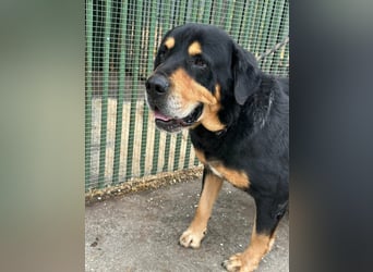 Rocky, geboren 01.06.2020, 70cm sucht verantwortungsvolles Zuhause