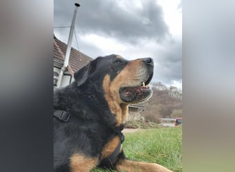 Ozzy, geboren 01.06.2020, 70cm sucht sein für immer Zuhause