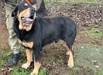 Rocky, geboren 01.06.2020, 70cm sucht verantwortungsvolles Zuhause