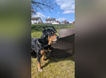 Ozzy, geboren 01.06.2020, 70cm sucht sein für immer Zuhause