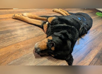 Ozzy, geboren 01.06.2020, 70cm sucht sein für immer Zuhause