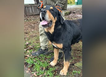 Rocky, geboren 01.06.2020, 70cm sucht verantwortungsvolles Zuhause