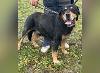 Rocky, geboren 01.06.2020, 70cm sucht verantwortungsvolles Zuhause