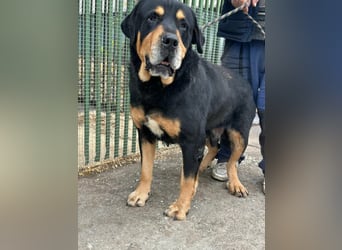 Rocky, geboren 01.06.2020, 70cm sucht verantwortungsvolles Zuhause