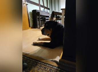 Ozzy, geboren 01.06.2020, 70cm sucht sein für immer Zuhause