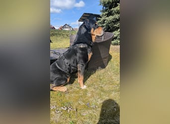 Ozzy, geboren 01.06.2020, 70cm sucht sein für immer Zuhause