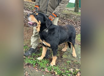 Rocky, geboren 01.06.2020, 70cm sucht verantwortungsvolles Zuhause