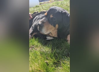 Ozzy, geboren 01.06.2020, 70cm sucht sein für immer Zuhause