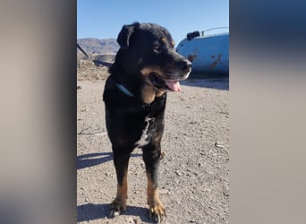 Bodin - der perfekte Begleiter in allen Lebenslagen Bodin - der perfekte Begleiter in allen Lebenslagen