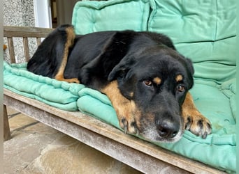 Bodin - der perfekte Begleiter in allen Lebenslagen Bodin - der perfekte Begleiter in allen Lebenslagen
