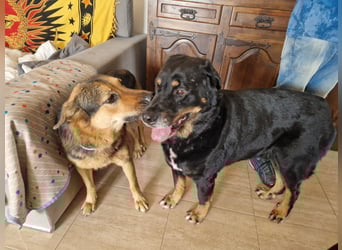 Bodin - der perfekte Begleiter in allen Lebenslagen Bodin - der perfekte Begleiter in allen Lebenslagen