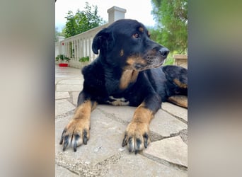 Bodin - der perfekte Begleiter in allen Lebenslagen Bodin - der perfekte Begleiter in allen Lebenslagen