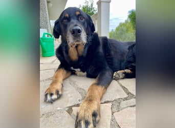 Bodin - der perfekte Begleiter in allen Lebenslagen Bodin - der perfekte Begleiter in allen Lebenslagen