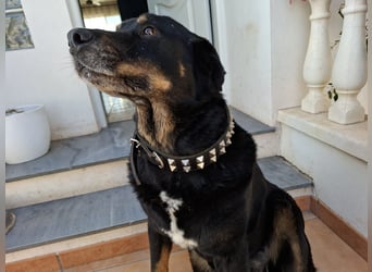 Bodin - der perfekte Begleiter in allen Lebenslagen Bodin - der perfekte Begleiter in allen Lebenslagen