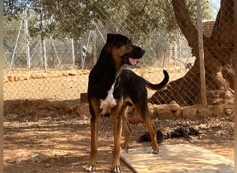 THEO sucht aktives liebevolles Zuhause