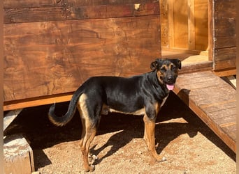 THEO sucht aktives liebevolles Zuhause