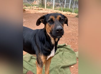 THEO sucht aktives liebevolles Zuhause