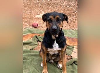 THEO sucht aktives liebevolles Zuhause