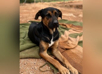 THEO sucht aktives liebevolles Zuhause