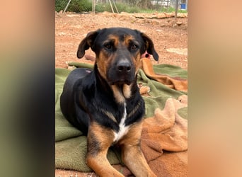 THEO sucht aktives liebevolles Zuhause