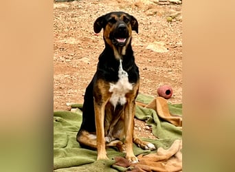 THEO sucht aktives liebevolles Zuhause