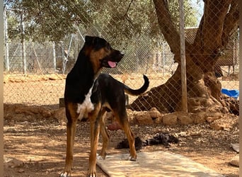 THEO sucht aktives liebevolles Zuhause