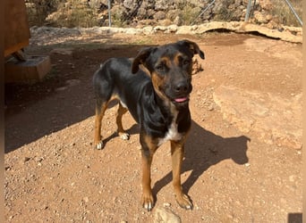 THEO sucht aktives liebevolles Zuhause