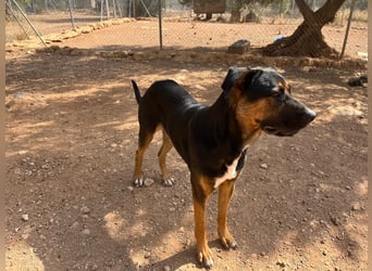 THEO sucht aktives liebevolles Zuhause