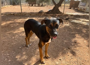 THEO sucht aktives liebevolles Zuhause