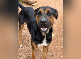 THEO sucht aktives liebevolles Zuhause