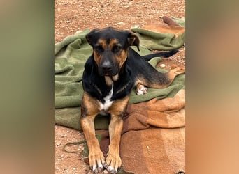 THEO sucht aktives liebevolles Zuhause