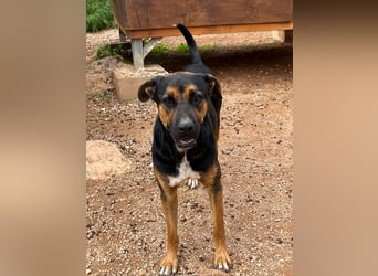 THEO sucht aktives liebevolles Zuhause