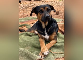 THEO sucht aktives liebevolles Zuhause