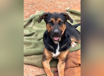 THEO sucht aktives liebevolles Zuhause